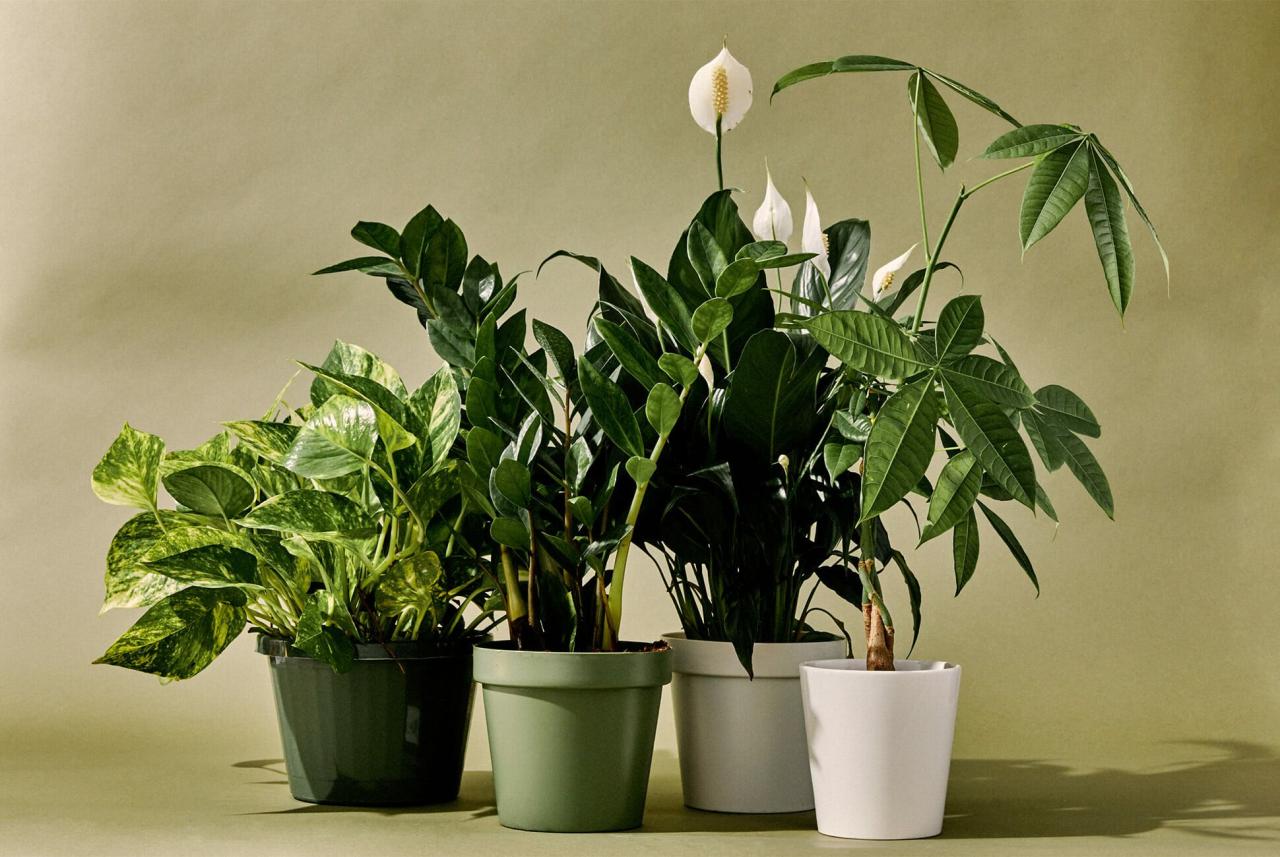 Common Houseplants That Provide Year-Round Beauty