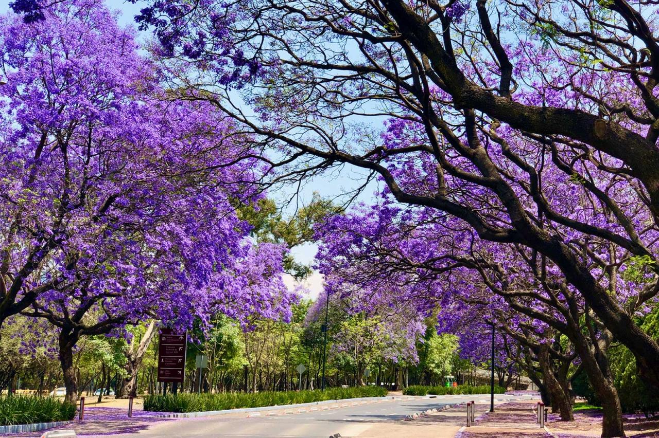 Jacaranda pretoria mooiste maand oktober jacarandas deb williams brons