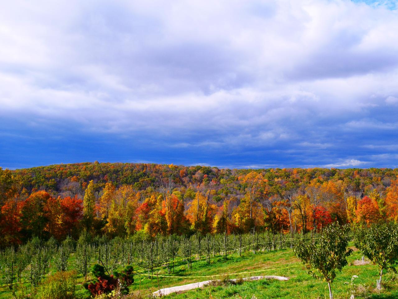 Harvest Moon Orchard: A Fall Destination You Wont Want to Miss