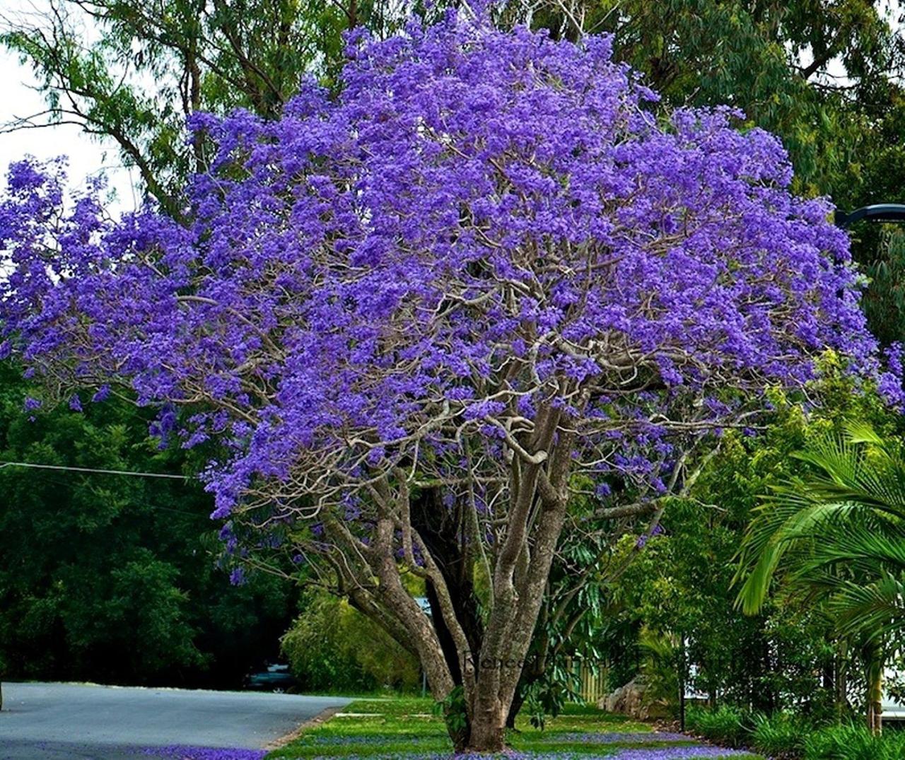 How to Use Jacaranda Tree for a Unique and Elegant Garden Design: Expert Tips