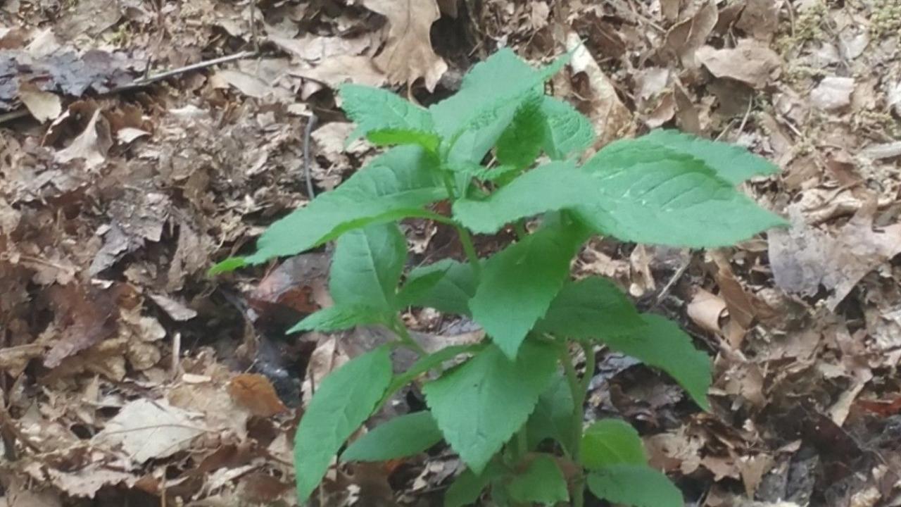 Cultivating Beautiful Joe Pye Weed: A Guide to Success