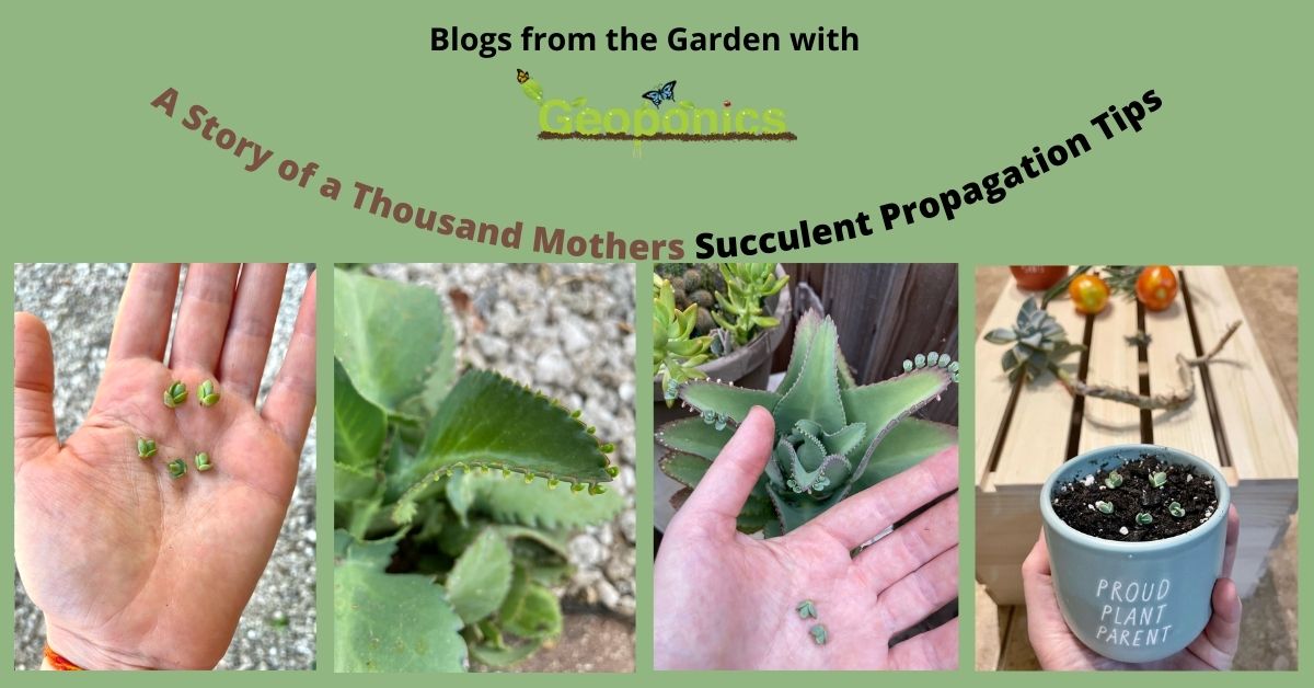 Discover the Best Ways to Propagate Mother of Thousands Successfully