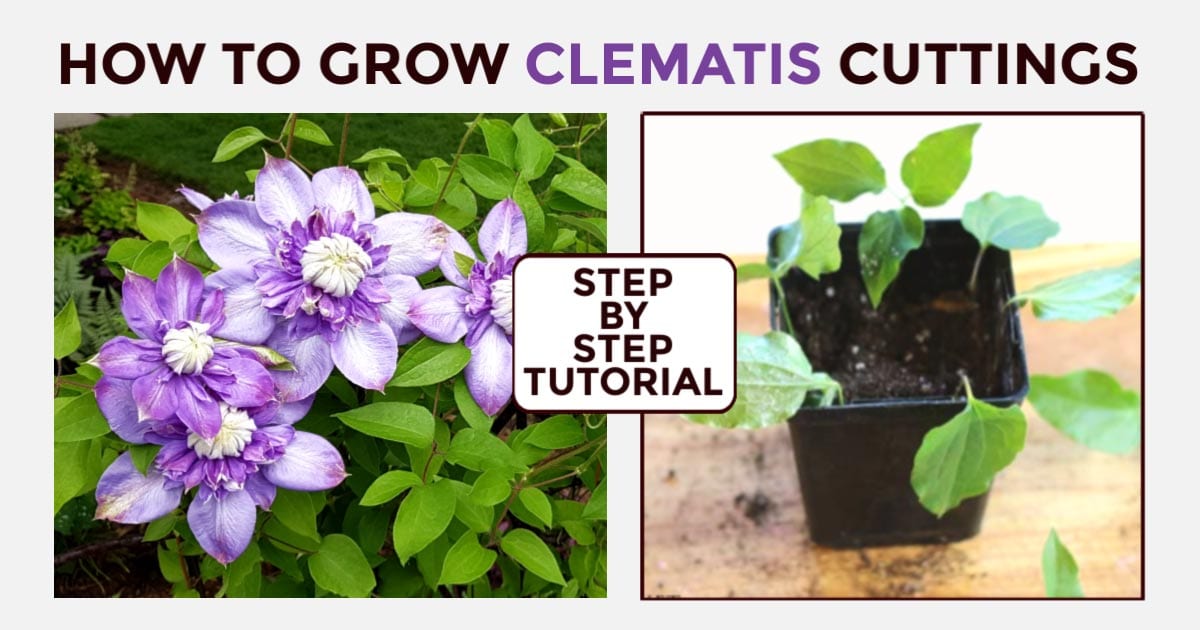 Create a Stunning Clematis Collection with Proven Methods