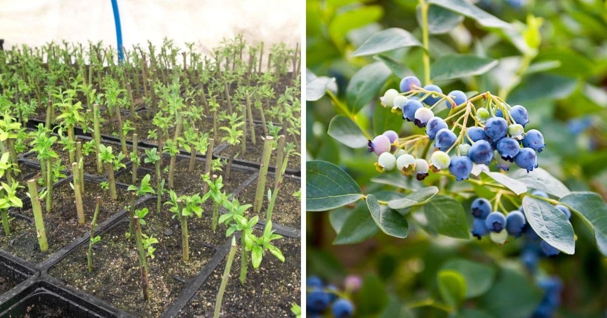 The Best Methods for Propagating Blueberry Bushes at Home