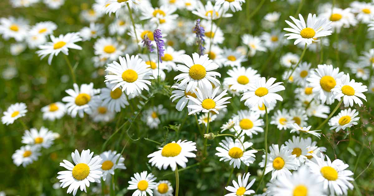 The Best Ground Cover Plants To Pair With Chamomile Lawn