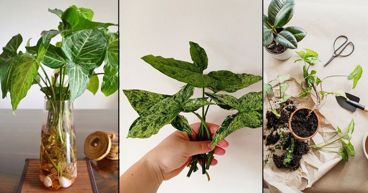 The Essential Guide on How To Propagate Syngonium at Home