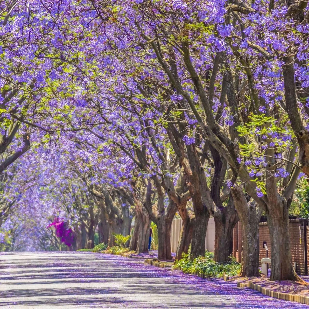 How to Use Jacaranda Tree for a Unique and Elegant Garden Design: Expert Tips