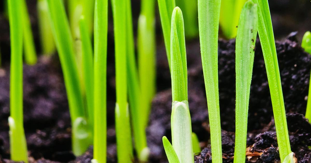 When to Sow Grass Seed in the UK: A Season-by-Season Breakdown