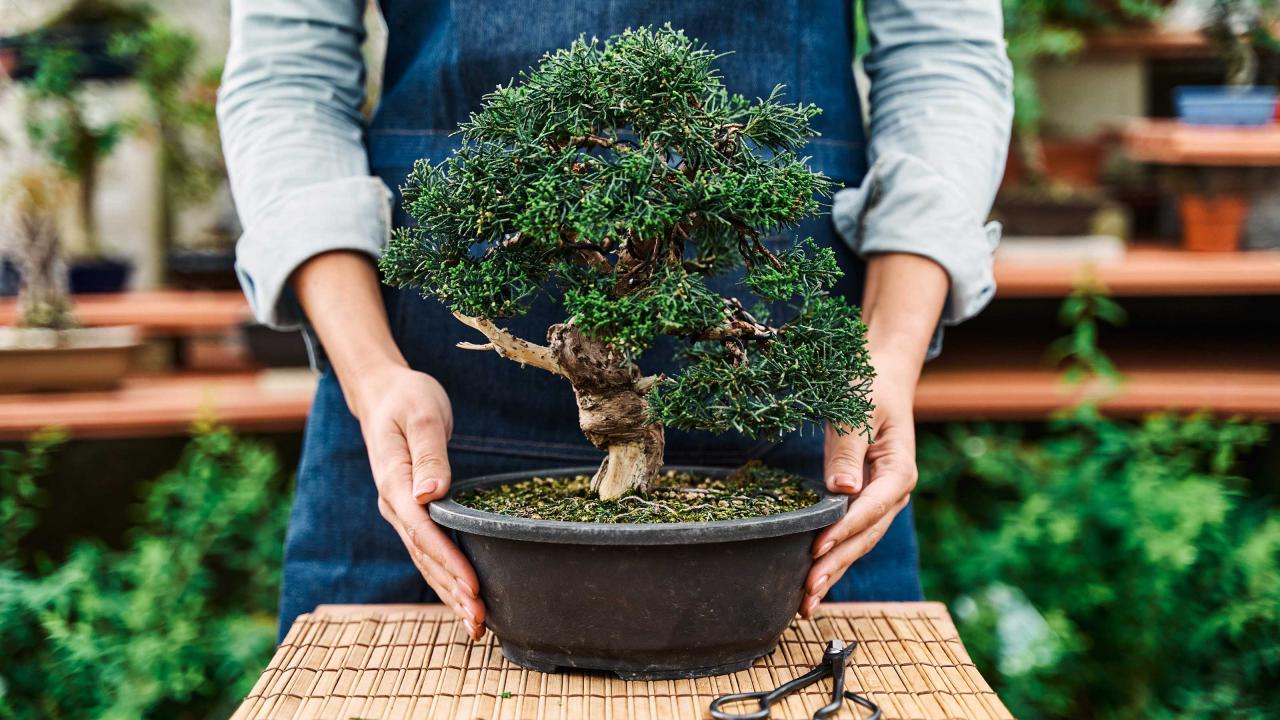 Bonsai Care Tips For Indoor And Outdoor Trees