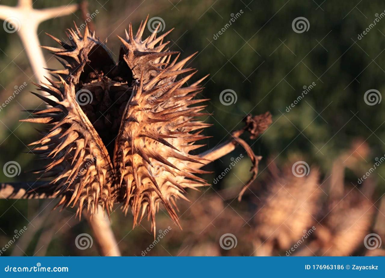 How Spiky Seeds Evolved to Defend Plants from Predators