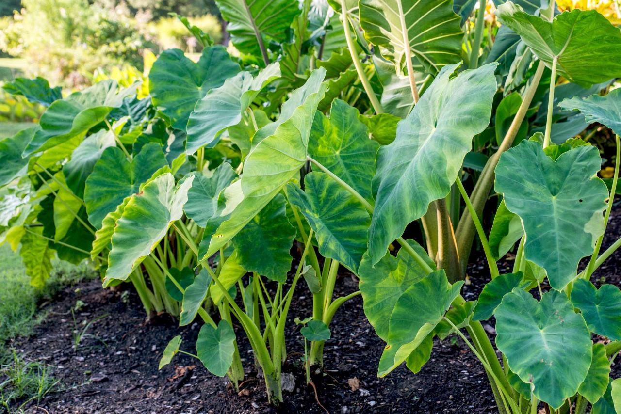 Grow Stunning Elephant Ear Plants: A Complete Guide