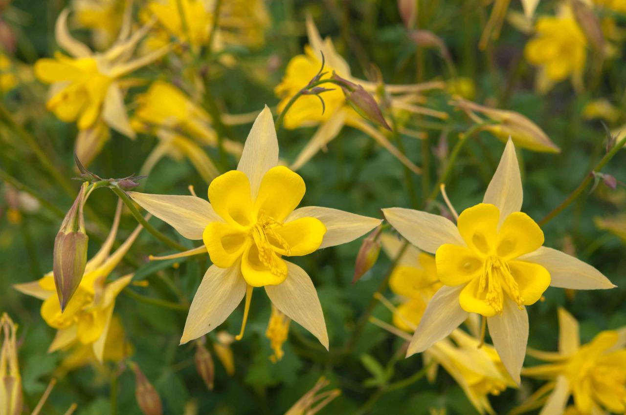 How to Cultivate Healthy and Vibrant Columbine Plants