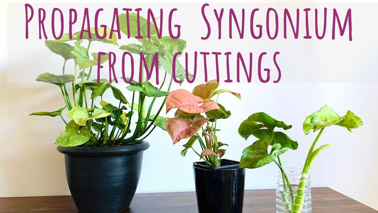 The Essential Guide on How To Propagate Syngonium at Home