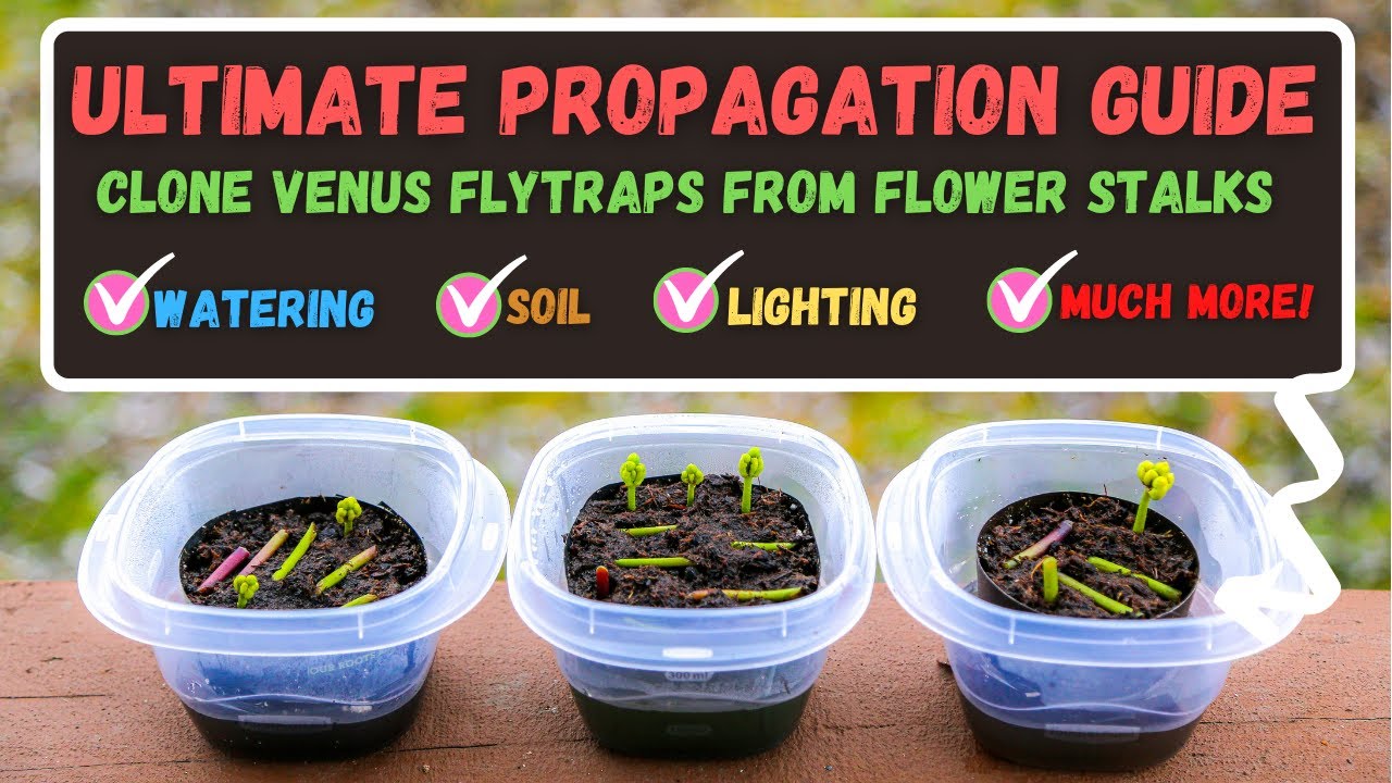 How to Propagate Venus Fly Traps in Water: A Fun Experiment!