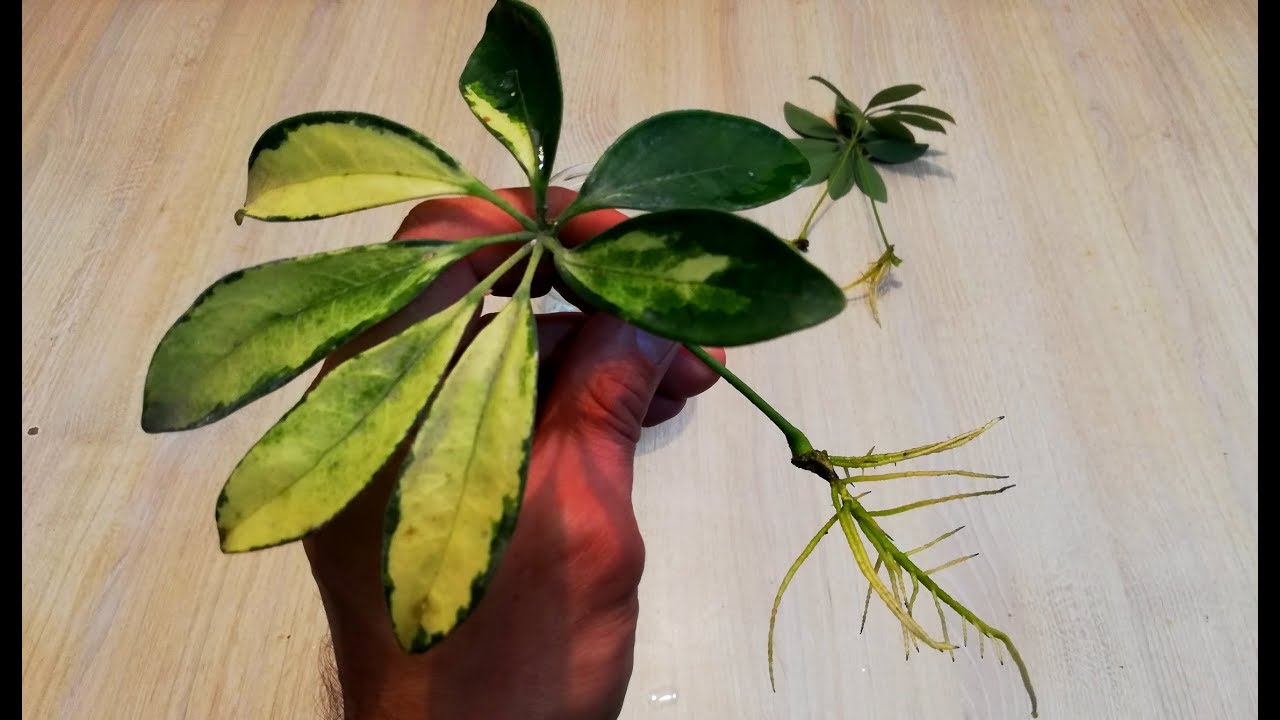 How to Multiply Your Schefflera Collection with Easy Propagation Tips