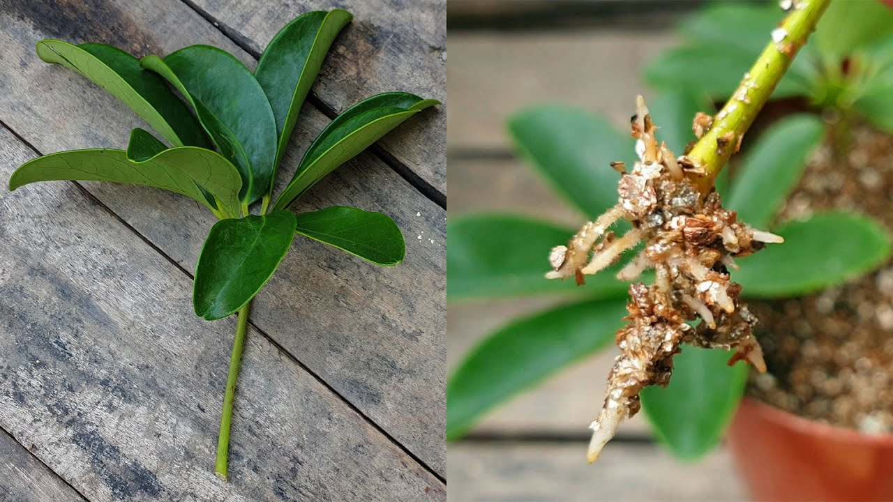 Multiply Your Schefflera Collection with Easy Propagation Tips