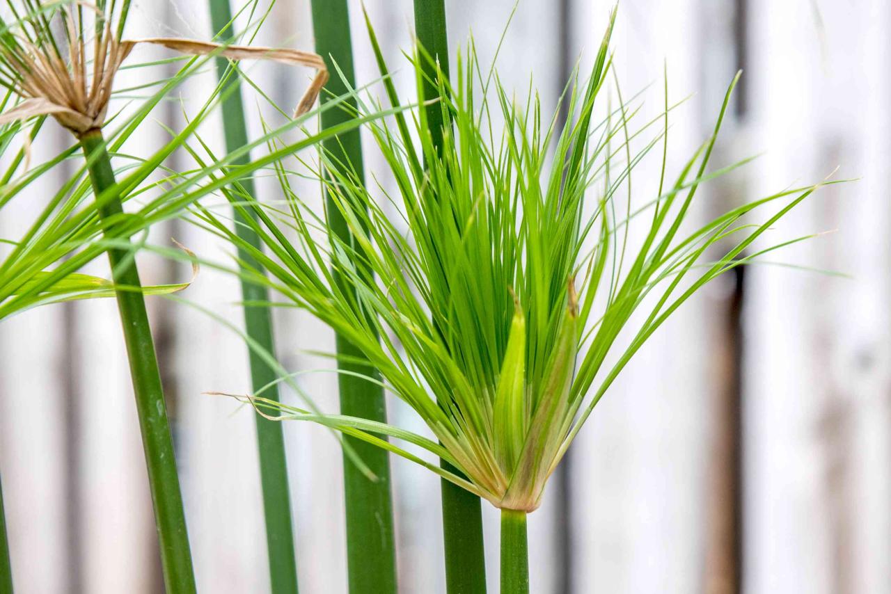 Papyrus Plant Magic: How to Create an Exotic and Stunning Garden with This Herb