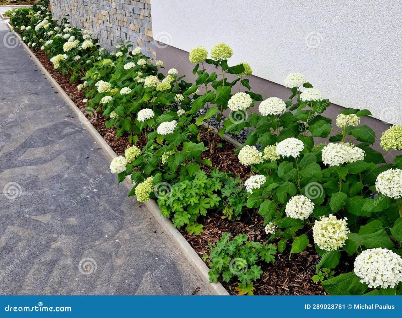 How to Grow Hydrangeas Alongside Roses for a Stunning Flower Bed