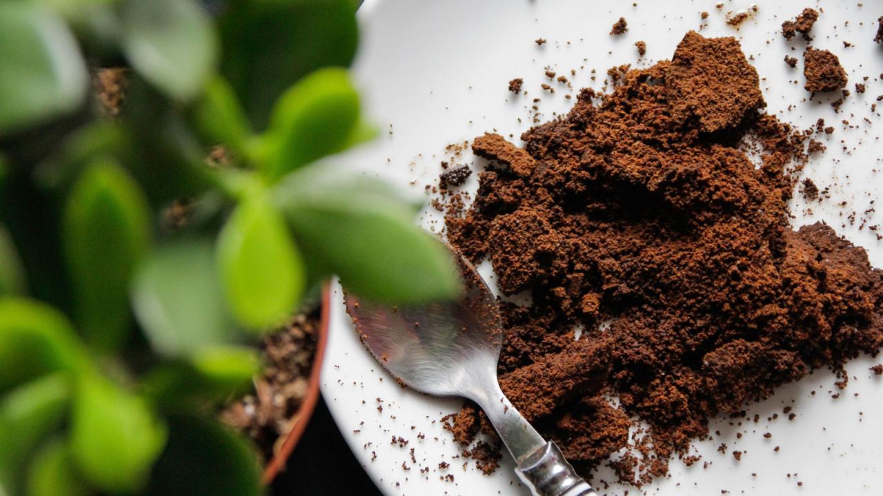 How to Use Coffee Grounds to Keep Your Garden Healthy